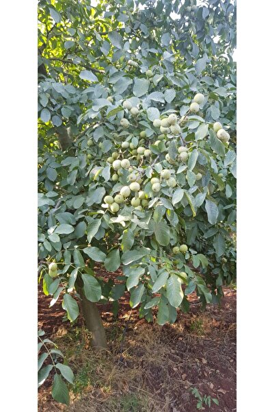 Yenice Fidancılık 5 Adet Aşılı Açik Köklü Chandler Ceviz Fidanı