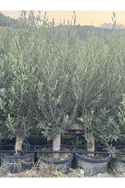 Yılmaz Fide 2 Yaş 1 Metre Uzunluğunda Gemlik Zeytin Fidanı
