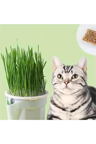 Exelox Topraksız Suda Kedi Çimi Yetiştirme Kiti