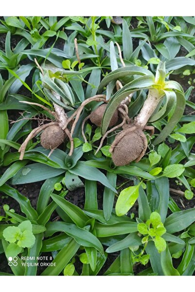 Hınzır Orchis Sancta Salep Yumrusu 50 Adet