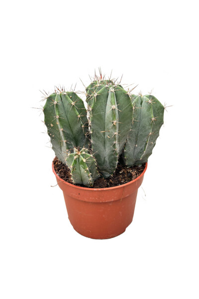 Betonish Stenocereus Pruinosus (Kaktüs)
