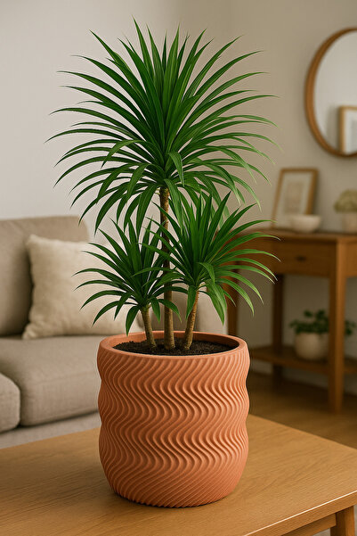 Marxwes Büyük dalgalı saksı