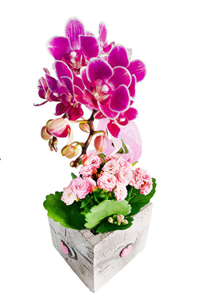 çiçekseli Mini Pembe Kalpli Saksıda Mini Orkide ve Kalanchoe Hediye Canlı Çiçek