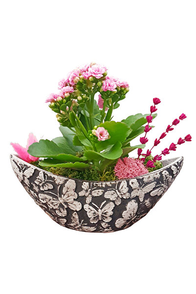 çiçekseli Minia Pink Kalanchoe & Gri Kelebek Gondol Beton Saksıda İç Mekan Bi...
