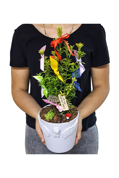 çiçekseli Dilek Ağacı & Canlı Bitki Taflan Melek Kanadı Figürlü Seramik Saksı...