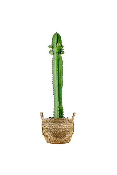 Fidanburada Kaktüs (Euphorbia Acrurensis) Boho Hasır Saksılı