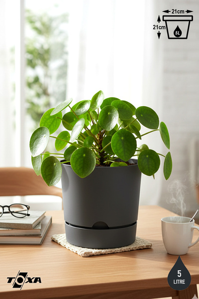 ToXA 5 Litre Gri Begonya Saksı Tabaklı Dekoratif Mat Plastik Saksı