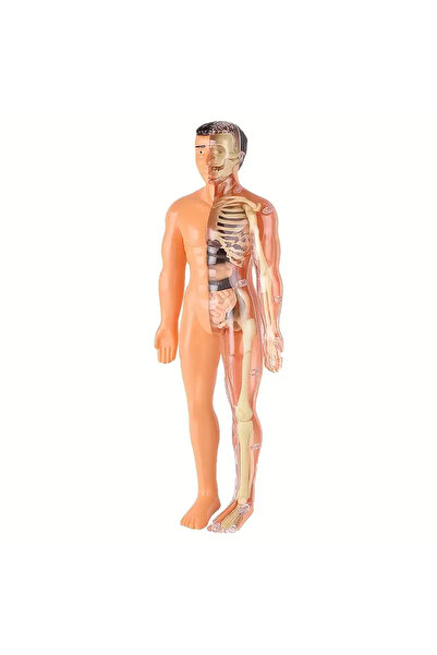 Halımax 30 Parça İnsan Anatomisi Model Seti Çıkarılabilir İskelet ve Tam Gövde Eğitici STEM Kiti
