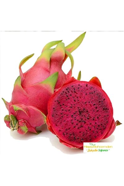 Genel Markalar Dünyam Tropikal Kırmızı Pitaya Meyvesi Tohumu 10 Adet Tohum