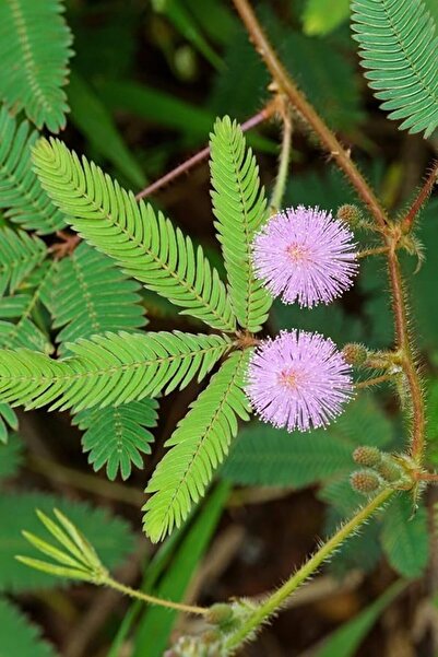 Genel Markalar Look Mimoza, Küstüm Çiçeği Tohumu / 5 Adet Tohum TH-thmcmthm383