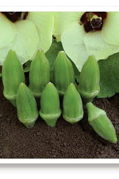 Genel Markalar TARIM Ata Tohumu Yerli Küçük Bamya 100 Adet Tohum