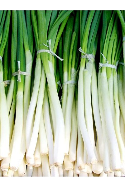 Genel Markalar Garden Yerli Yeşil Soğan Tohumu Zümrüt 100 Ad. Tohum