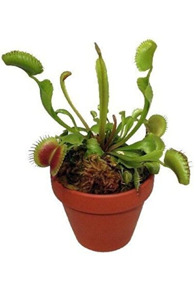 Genel Markalar Dünyam Venus Fly Trap Tohumu 5 Adet Tohum Etçil Bitki Etobur B...