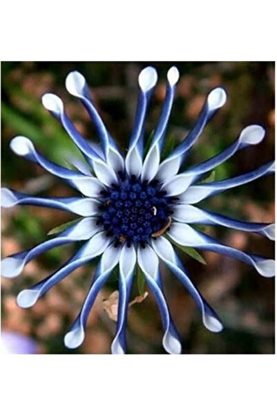 Genel Markalar Dünyam Nadir Ithal Dev Mavi Papatya Tohumu 5 Adet Tohum Çiçek ...