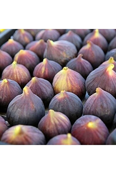 Genel Markalar Naturel Tüplü Türk Lokumu Bursa Dürdane Siyah İnciri Fidanı