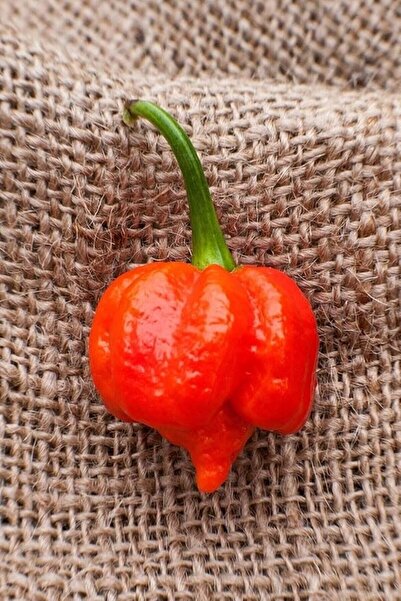 Genel Markalar Dünyam Dünyanın En Acısı Trinidad Scorpion Biber Tohumu / 10+ ...