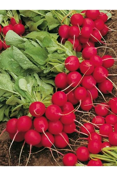 Genel Markalar Garden Doğal Ufak Antep Turpu 100 Ad. Tohum