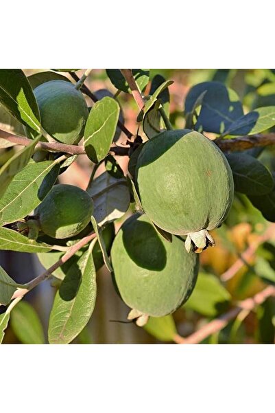 Genel Markalar Tüplü Kaymak Ağacı Feijoa Fidanı