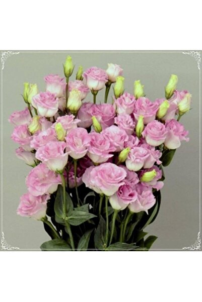 Genel Markalar Dünyam 5 Adet Papillon Pink Blush Lisianthus Tohumu
