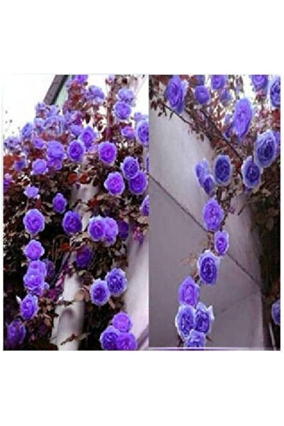 Genel Markalar Dünyam 10 Adet Mor Sarmaşık Gül Tohumu