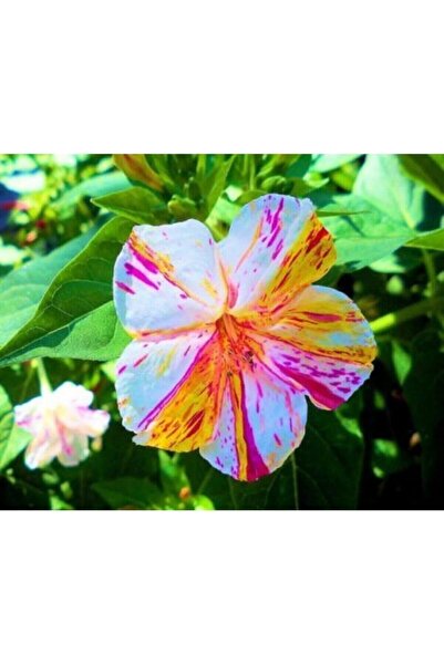 Genel Markalar Dünyam 10 Adet Özel Renkli Akşam Sefası Çiçeği Tohumu