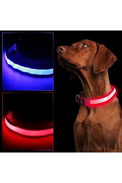 PROCART Zgardă cu lumină LED pentru câini, mărimea S, 3 moduri de iluminare, albastră