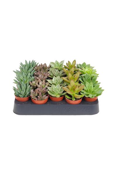 gardenkoala Mini Sukulent Seti – Succulent Mix – 5,5 cm Saksı (20 Adet)