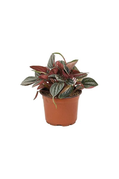 gardenkoala Peperomiya Rosso – Peperomia Rosso– 12 cm Saksı