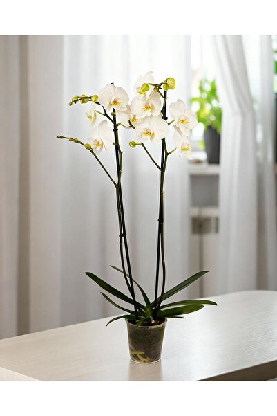 gardenkoala Beyaz Phalaenopsis Orkide – Çift Dal