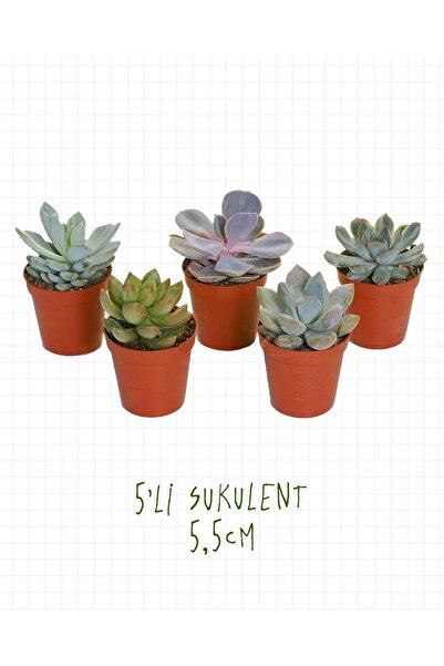gardenkoala 5'li Sukulent – Succulent Seti