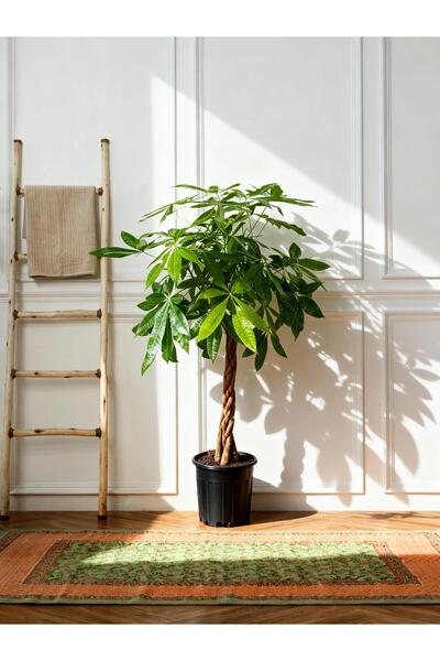 gardenkoala Para Ağacı – Pachira aquatica – 27 cm Saksı