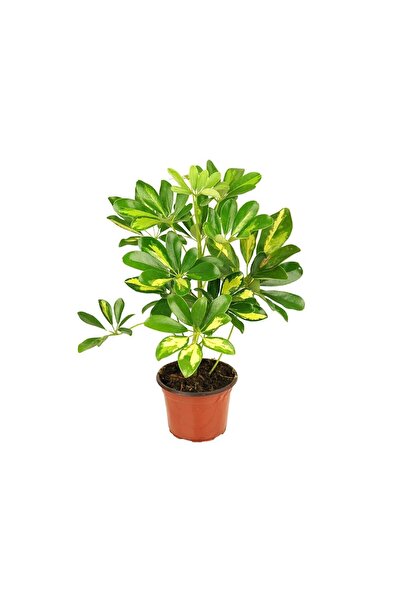 gardenkoala Şeflera Bitkisi – Schefflera arboricola – 12 cm Saksı