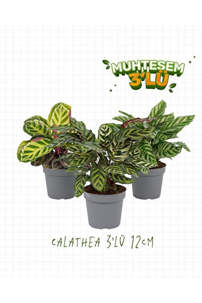 gardenkoala 3'lü Set – Dua Çiçeği – Calathea Mix 12 cm