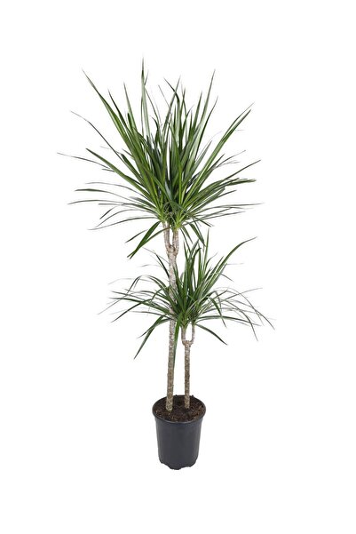 gardenkoala Dracena Marginata Çift Gövdeli – Dracena Marginata – 15-45 cm, 19...