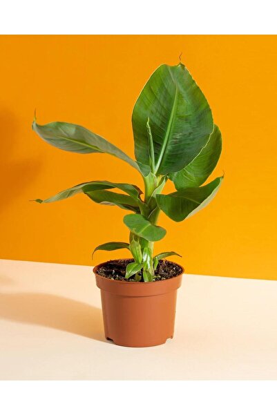 gardenkoala Muz Bitkisi – Musa acuminata – 12 cm Saksı