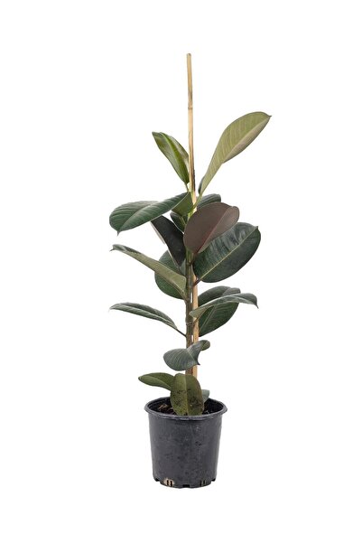 gardenkoala Kauçuk Bitkisi Tek Gövde – Ficus elastica Robusta 17 cm Saksı