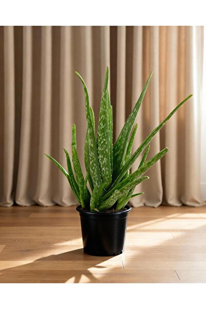 gardenkoala Aloe Vera – 17 cm Saksı