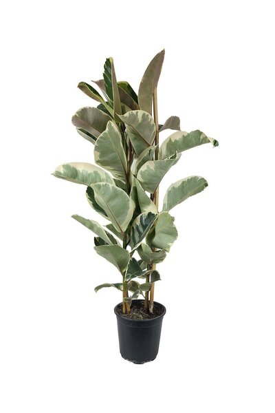 gardenkoala Kauçuk Bitkisi Tineke – Ficus Elastica – Çift Gövde, 21 cm Saksı