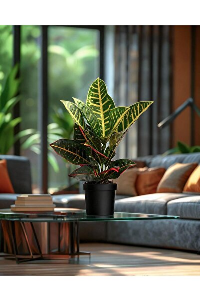 gardenkoala Croton Petra – Kroton Bitkisi 17 cm Saksı