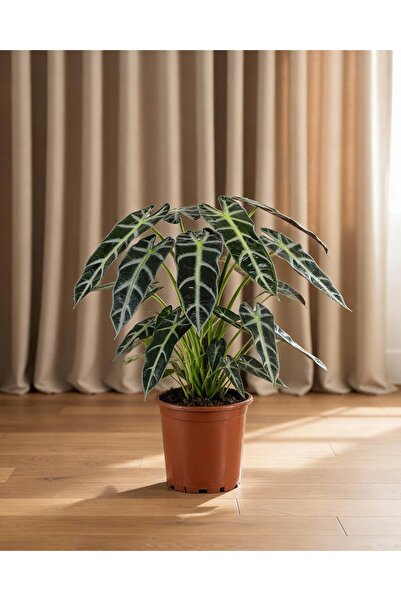 gardenkoala Alokasya Bambino – Alocasia Amazonica Bambino – 12 cm Saksı