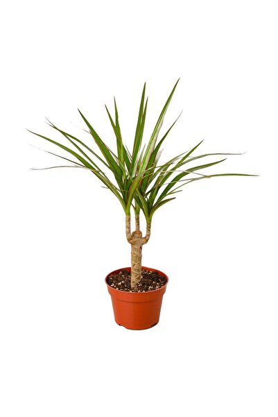 gardenkoala Dracena Marginata – Dracaena Marginata – 12 cm Saksı