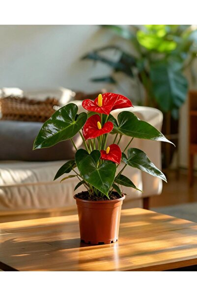 gardenkoala Kırmızı Flamingo Çiçeği – Anthurium andreanum 14 cm Saksı