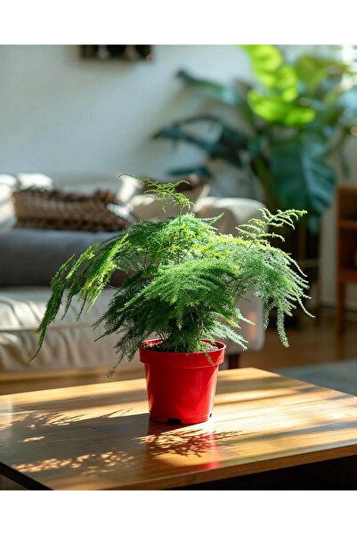 gardenkoala Kuşkonmaz Bitkisi – Asparagus setaceus – 12 cm Saksı