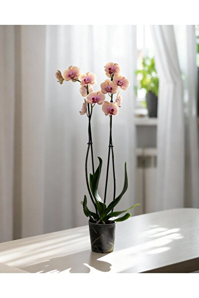 gardenkoala Mercan Renkli Orkide – Phalaenopsis – Çift Dal