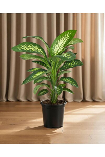 gardenkoala Dieffenbachia Tropic Snow – 21 cm Saksı