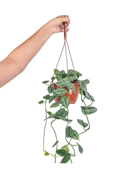 gardenkoala Gümüşi Sarmaşık Askılı – Scindapsus pictus – 15 cm Saksı