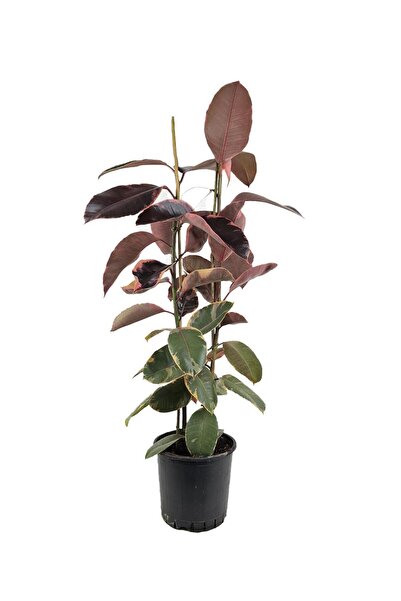 gardenkoala Kauçuk Bitkisi Çift Gövde – Ficus elastica Belize