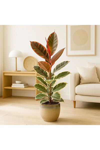 Begonvilist Pembe Alacalı Kauçuk Bitkisi Parlak Yapraklı (Ficus Elastica) 60-...
