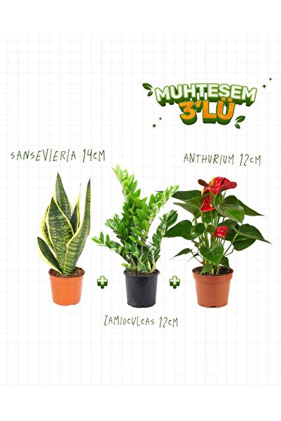 gardenkoala 3'Lü Set - Sansevieria 14 cm - Anthurium 12 cm - Zamiaculcas 12 cm