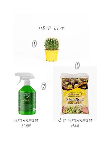 gardenkoala 3'Lü Set - Kaktüs 5,5 cm - Kaktüs/Sukulent Besini - Kaktüs/Sukule...